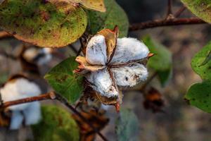 flor de algodón en el campo de flores de algodón. como materia prima prendas de vestir, ropa de moda. foto