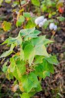 Cotton flower in the cotton flower field.As raw material Apparel, fashion clothes. photo