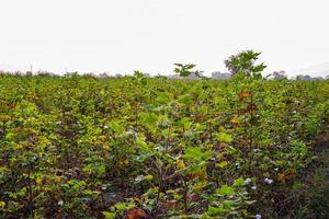 Row of growing green Cotton field in India. photo
