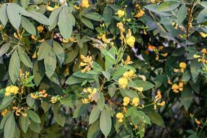 Green pigeon pea field in india. photo