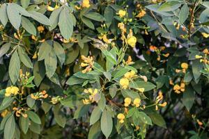 Green pigeon pea field in india. photo