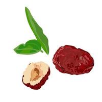 Vector stock illustration on isolated white background plant from The Book of Songs Sour Jujube Sliced dried jujube chinese red date asian herbal fruit for healthy and leaves ripe dried Jujube berry