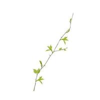 Branch with young leaf sprouts vector stock illustration. Shoots of trees with fresh green foliage. Spring landscape. Isolated on a white background.