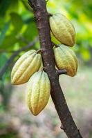 Cacao fruit on a cacao tree in tropical rainforest farm.