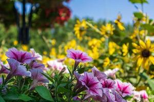 Flowers in the park photo