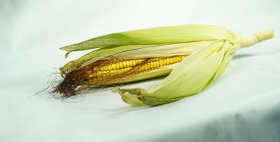 Single ear of corn isolated on white background photo