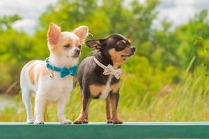 los perros se paran en un banco con el telón de fondo de la naturaleza. perro blanco y negro de la raza chihuahua. foto