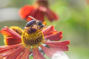 Honey bee covered with yellow pollen drink nectar, pollinating orange flower. Inspirational natural floral spring or summer blooming garden or park background. Life of insects. Macro close up. photo