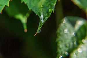 industria vitivinícola. gotas de agua de lluvia en hojas de uva verde en viñedo