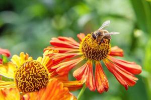 abeja de miel cubierta con néctar de bebida de polen amarillo, flor de naranja polinizadora. inspirador jardín floral natural de primavera o verano floreciente o fondo de parque. vida de los insectos. primer plano macro. foto