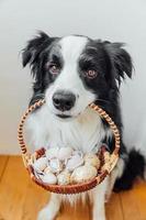 Happy Easter concept. Preparation for holiday. Cute puppy dog border collie holding basket with Easter colorful eggs in mouth on white background at home indoor. Spring greeting card. photo