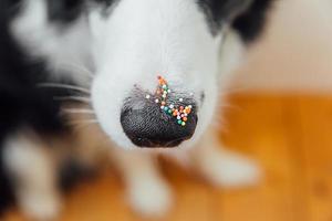 Happy Easter concept. Preparation for holiday. Cute puppy dog border collie with sugar sprinkle dots on nose. Doge nose with decoration for cake and bakery, close up. Spring greeting card. photo