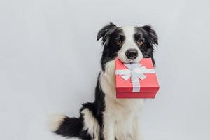 Puppy dog border collie holding red gift box in mouth isolated on white background. Christmas New Year Birthday Valentine celebration present concept. Pet dog on holiday day gives gift. I'm sorry. photo