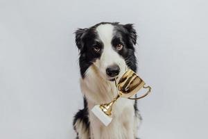 Cute puppy dog border collie holding gold champion trophy cup in mouth isolated on white background. Winner champion funny dog. Victory first place of competition. Winning or success concept. photo