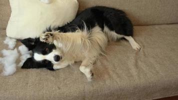 un travieso cachorro juguetón border collie después de una travesura mordiendo una almohada tirada en el sofá en casa. perro culpable y sala de estar destruida. daña el hogar desordenado y el cachorro con una mirada divertida y culpable. foto