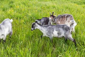 Cute free range goatling on organic natural eco animal farm freely grazing in meadow background. Domestic goat graze chewing in pasture. Modern animal livestock, ecological farming. Animal rights. photo