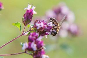 abeja de miel cubierta con néctar de bebida de polen amarillo, flor rosa polinizadora. inspirador jardín floral natural de primavera o verano floreciente o fondo de parque. vida de los insectos. primer plano macro. foto