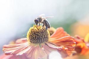 abeja de miel cubierta con néctar de bebida de polen amarillo, flor de naranja polinizadora. inspirador jardín floral natural de primavera o verano floreciente o fondo de parque. vida de los insectos. primer plano macro. foto