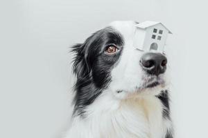 Funny portrait of cute puppy dog border collie holding miniature toy model house on nose, isolated on white background. Real estate mortgage property sweet home dog shelter concept photo
