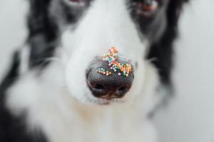 feliz concepto de pascua. preparación para las vacaciones. lindo cachorro border collie con puntos de espolvorear azúcar en la nariz. nariz de dux con decoración para pasteles y panadería, de cerca. tarjeta de felicitación de primavera. foto