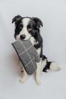 Gracioso lindo cachorro border collie sosteniendo el soporte de la olla de cocina, guante de horno en la boca aislado sobre fondo blanco. perro chef cocinando la cena. comida casera, concepto de menú de restaurante. proceso de cocción. foto