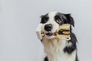 Cute puppy dog border collie holding gold champion trophy cup in mouth isolated on white background. Winner champion funny dog. Victory first place of competition. Winning or success concept. photo
