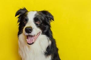 Cute puppy dog border collie with funny face isolated on yellow background. Cute pet dog. Pet animal life concept. photo