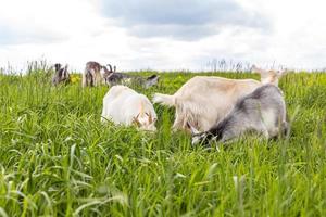 Cute free range goatling on organic natural eco animal farm freely grazing in meadow background. Domestic goat graze chewing in pasture. Modern animal livestock, ecological farming. Animal rights. photo