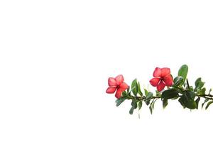 Red flower isolated on white background. photo