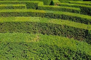 Labyrinth in botanical garden photo