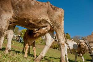 Grazing cows feeding on grass photo