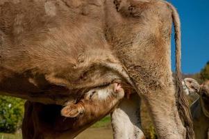 vacas pastando alimentándose de hierba foto