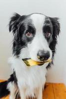 Cute puppy dog border collie holding gold bank credit card in mouth on white background. Little dog with puppy eyes funny face waiting online sale, Shopping investment banking finance concept photo