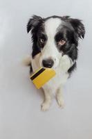 Cute puppy dog border collie holding gold bank credit card in mouth isolated on white background. Little dog with puppy eyes funny face waiting online sale, Shopping investment banking finance concept photo