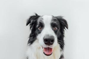 Funny studio portrait of cute smiling puppy dog border collie isolated on white background. New lovely member of family little dog gazing and waiting for reward. Pet care and animals concept. photo