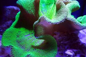 Ultra Neon Green polyp Crown Leather coral in aquarium photo