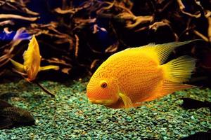 pocos peces loro dorados buceando en el acuario foto