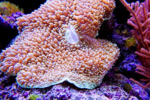 pink umbrella leather coral underwater photo