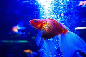 goldfish ryuikin diving underwater in aquarium on blue background photo