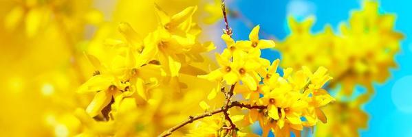 Beautiful branch of blossoming tree in spring. photo