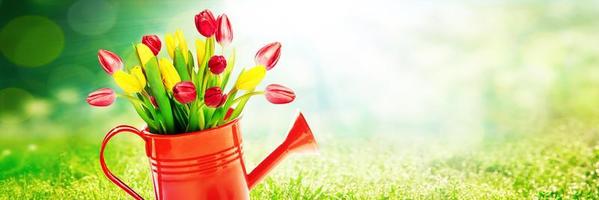 Colorful tulip bouquet in a watering can. Concept of spring and gardening. photo