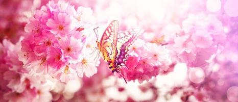 hermosa rama de árbol floreciente en primavera con mariposa. foto