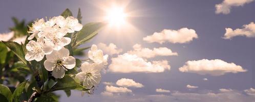 Beautiful branch of blossoming tree in spring. photo