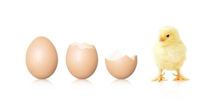Little cute baby chick for easter. Yellow newborn baby chick.