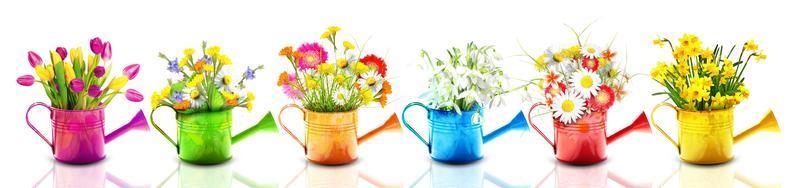 Colorful wild flower bouquet in a watering can. Concept of spring and gardening. photo