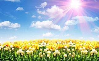 Beautiful tulips. Spring nature background for web banner and card design. photo