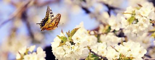 Beautiful nature view of spring flowering trees on blurred background. photo