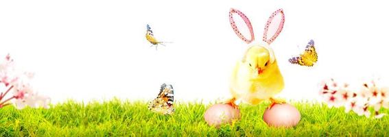 Little cute newborn baby chick for Easter celebration. photo