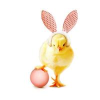 Little cute newborn baby chick for Easter celebration. photo