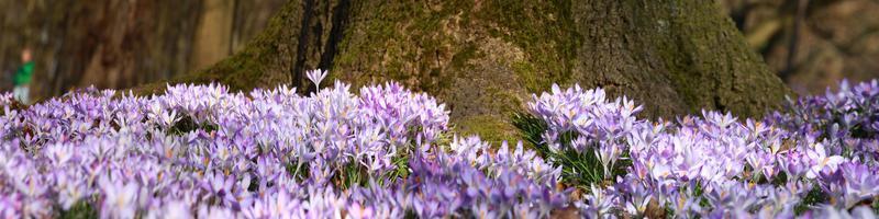 Blooming purple crocus flowers in a soft focus on a sunny spring day photo